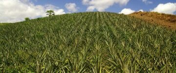 agronegocio Startup mineira investe em fidelização no agronegócio