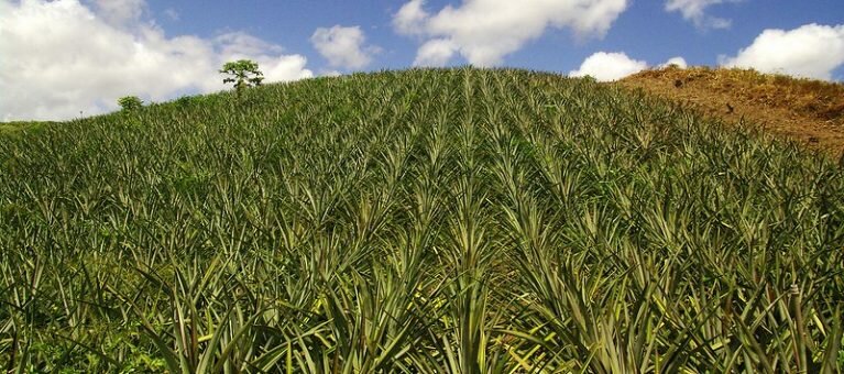 agronegocio fidelização no agronegócio